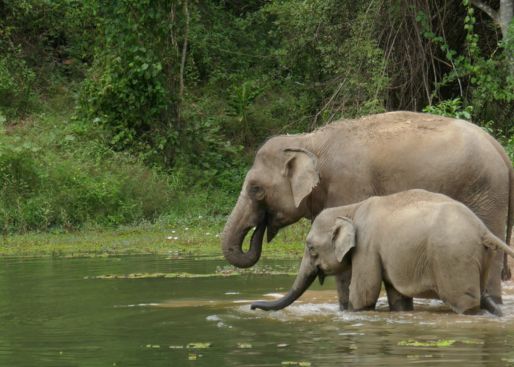Pak Lai town is the biggest elephant festival in South East Asia
