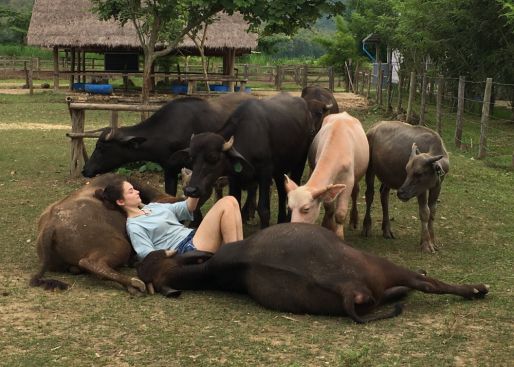 Buffalo dairy farm in Laos